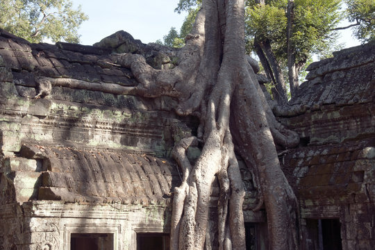 Siem reap Cambodia,  Ta Prohm a 12th century temple roof in the Banyon style encased in Spung tree roots