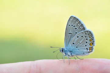 Common blue butterfly on finger. Polyommatus amandus on man finger.
