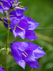 Campanula persicifolia flower plants grow in fields and meadows. Flower bells of purple color.