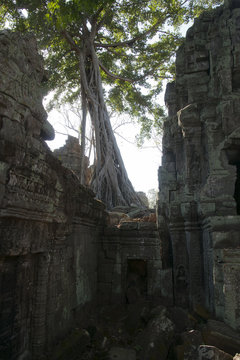 Siem reap Cambodia,  Tree growing over Ta Prohm a 12th century temple in the Banyon style