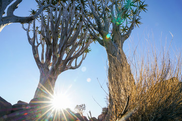 Namibia Quiver Tree Forest