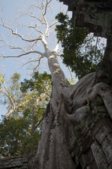 Siem reap Cambodia,  Ta Prohm a 12th century temple encased in tree roots