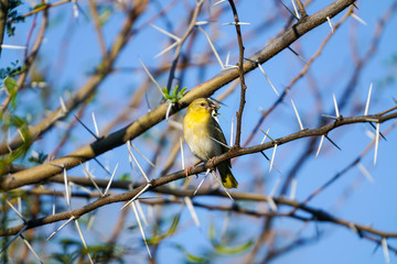 Southern Masked Weaver female with praying mantis in beak