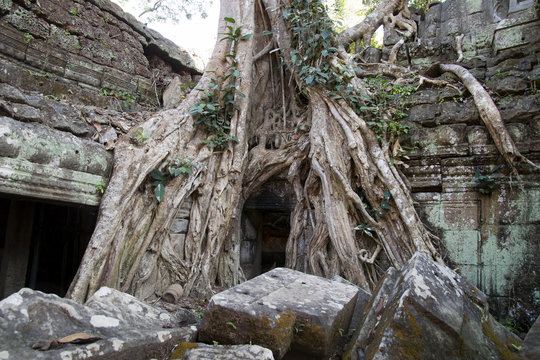 Siem Reap Cambodia,  Ta Prohm a 12th century temple in the Banyon style encased in tree roots