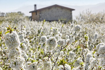 Cherry blossom in Jerte Valley, Caceres. Spring in Spain