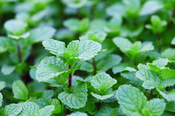 Fresh mint leaves