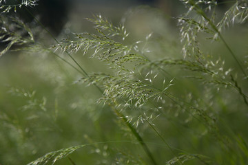 Graminées