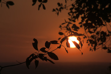 Siem Reap Cambodia,  Orange sunset of the plain from Bakheng Wat with silhouette of tree  leaves in foreground