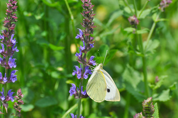 The large white,  cabbage butterfly on meadow. Big white butterfly (Pieris brassicae)  collecting nectar on wild flowers