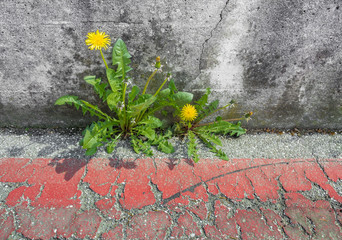 Dandelion on asphalt