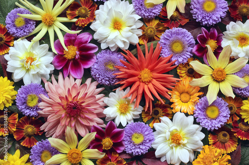 Beautiful floral background of garden flowers, top view