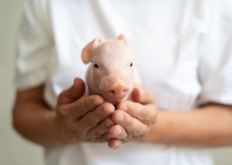 sweet Pig, hoglet, young pig © FotoSabine