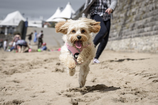 Cute puppy, Cavapoochon, running around on a beach, on a sunny day. The puppy has golden, fluffy, fur