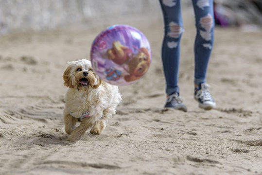 Cute, fluffy puppy, playing with a ball on the beach in the summer.  The breed is a Cavapoochon, a very popular, small, hypoallergenic breed