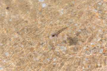 swimming mudskipper