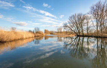Bare trees reflected