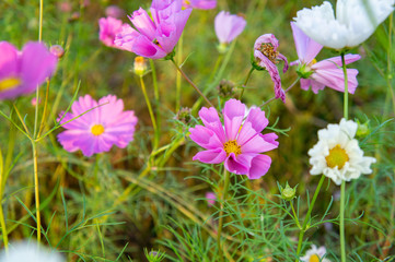 夕方の藤原宮跡コスモス畑（奈良、日本）