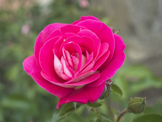 rose blooming in the city garden. 