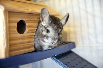Cute grey chinchilla is sitting in the cage.