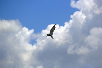 Fototapeta na wymiar A flying seagull bird against a beautiful dramatic sky.