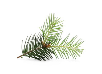 Pine branch, decoration isolated on white background