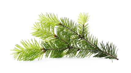 Pine branch, decoration isolated on white background