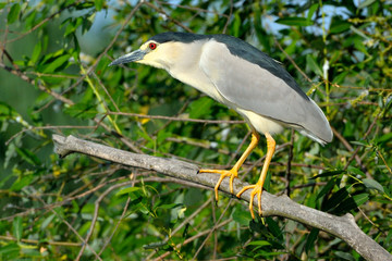 Black Crowned Night Heron (Nycticorax nycticorax)