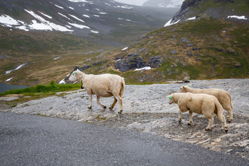 Obraz premium Sheep with lambs grazing on the slopes of the mountains. Scenic view of Norway mountains.