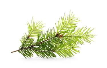 Pine branch, decoration isolated on white background