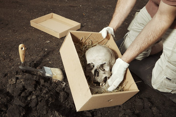 Skull of human skeleton packed to box for transportration on summer terrain excavations in field...
