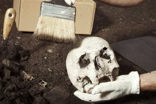 Cleaning of skull from place of find on summer terrain excavations on field location