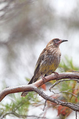 Rotlappen-Honigfresser (Anthochaera carunculata) sitzt auf einem Ast auf Kangaroo Island, South Australia, Australien.
