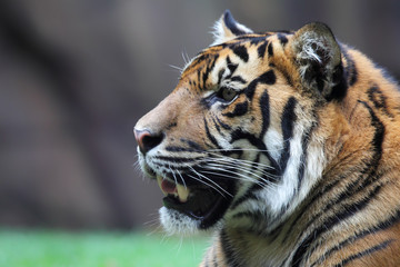 Nahaufnahme eines Tigers (Panthera tigris).