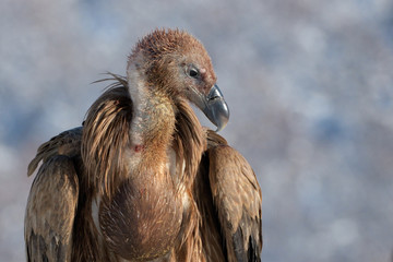Griffon Vulture Portrait in Winter