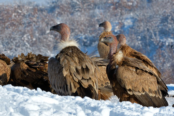 Griffon Vultures in Winter Landscape, into the Mountains