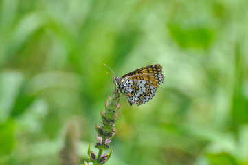 Melitaea cinxia, Glanville Fritillary butterfly on wild flower. Colorful butterfly isolated on green meadow