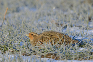 Grey Partridge on frozen grass