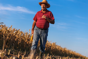 Naklejka na ściany i meble Senior farmer walking in corn field and examining crop before harvesting.