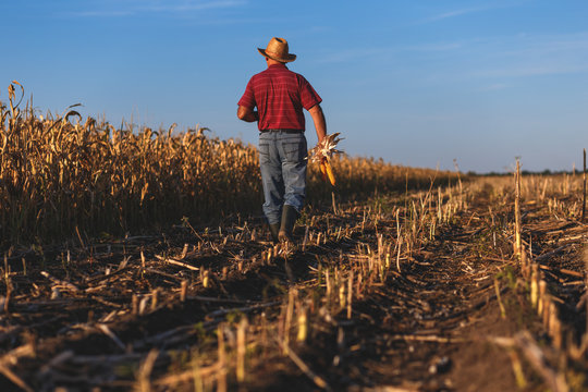 Senior farmer walking in corn field and examining crop before harvesting.