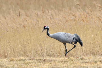 Common Crane, on the field, in autumn