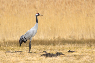Common Crane, on the field, in autumn