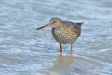 Common Redshank in shallow water