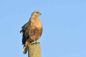 Long-legged buzzard on a pilon