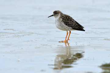 Ruff on ice