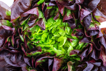 Obraz premium Fresh leaves of green red salad isolated on white background. Clipping path