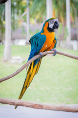 Blue yellow parrot macaw