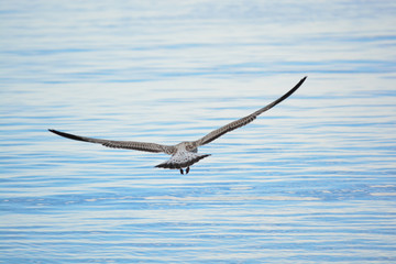 The Flight