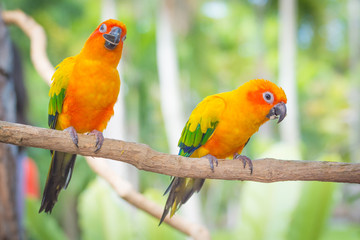Fototapeta na wymiar Blue yellow parrot macaw