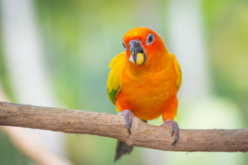  Blue yellow parrot macaw