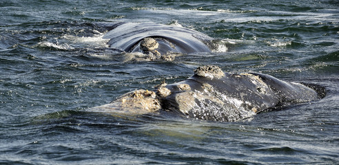 Southern Right Whale